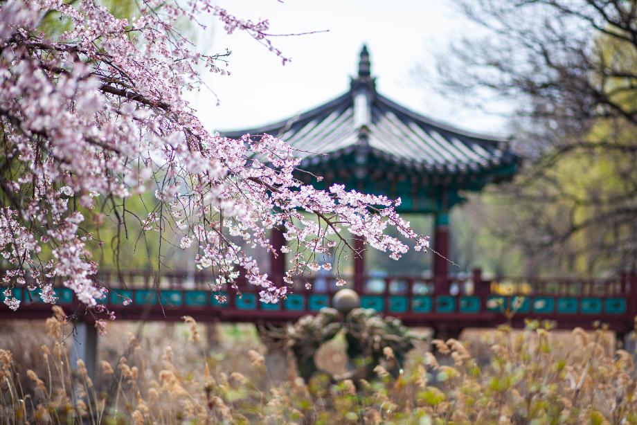 봄이 시작된 천안삼거리공원, 혼자 산책하기 좋아요.